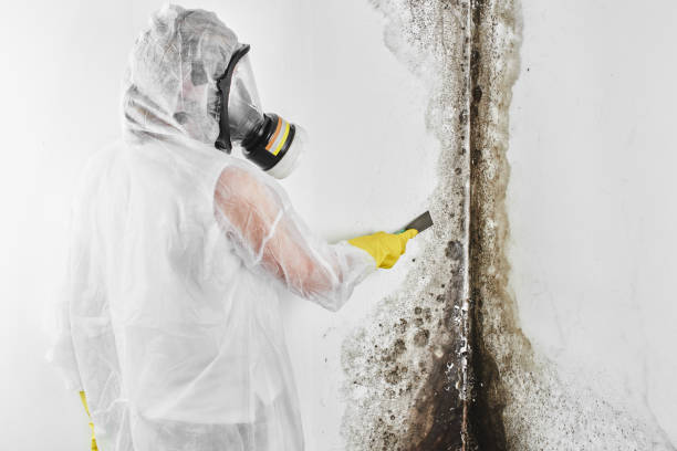 Mold Removal and Inspection in Pion Hills, CA