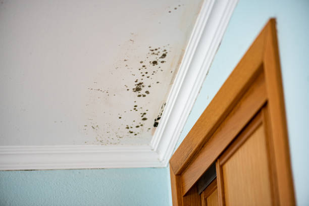 Best Black Mold Removal  in Pion Hills, CA